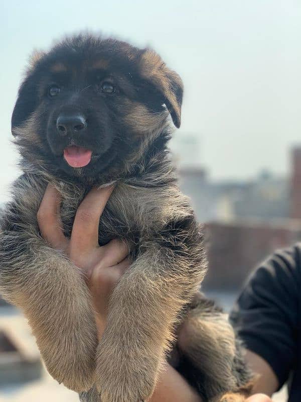 German Shepherd female puppies available 2