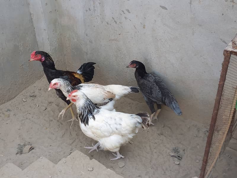 Beautiful Hens For Sale 0