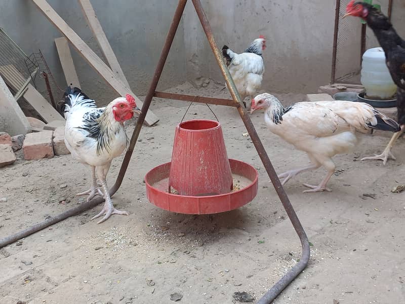 Beautiful Hens For Sale 3