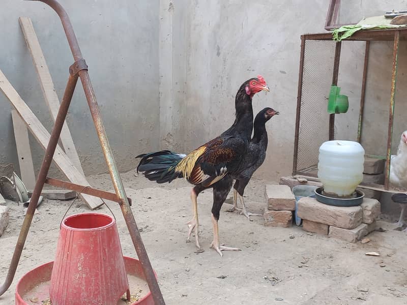 Beautiful Hens For Sale 4