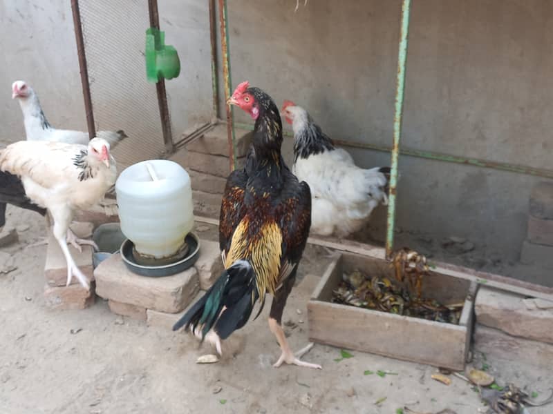 Beautiful Hens For Sale 6