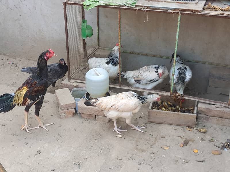 Beautiful Hens For Sale 8