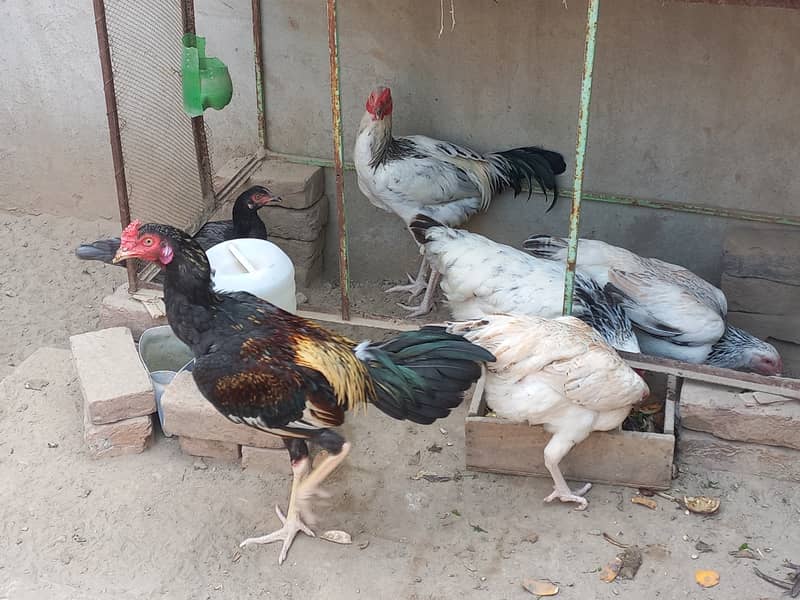 Beautiful Hens For Sale 10