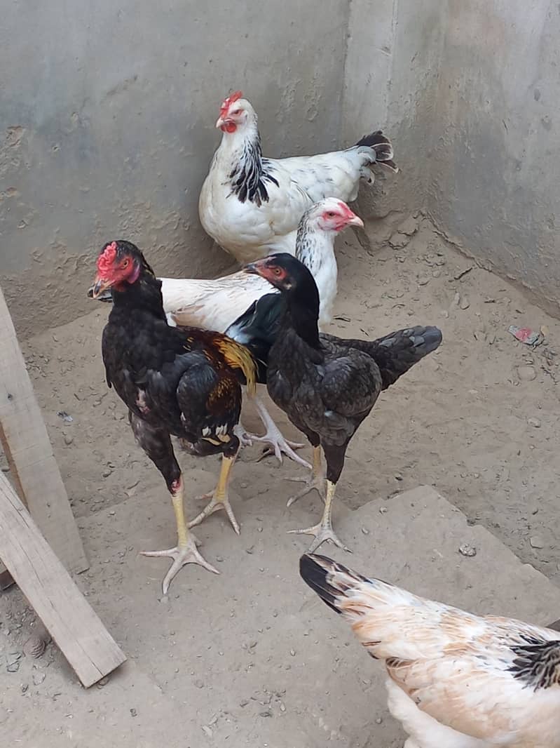 Beautiful Hens For Sale 11