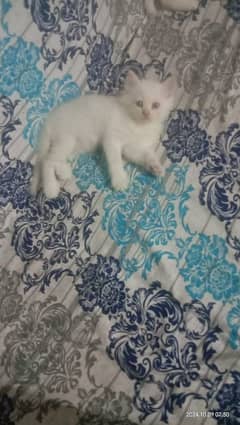 2 white pair Persian cats available.