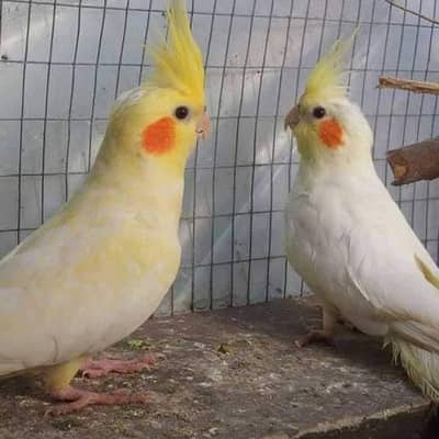 common white , Eno breeder cockatiel cocktail