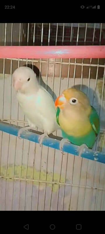 Breeder Parblue pair and ready to breed pairs 1