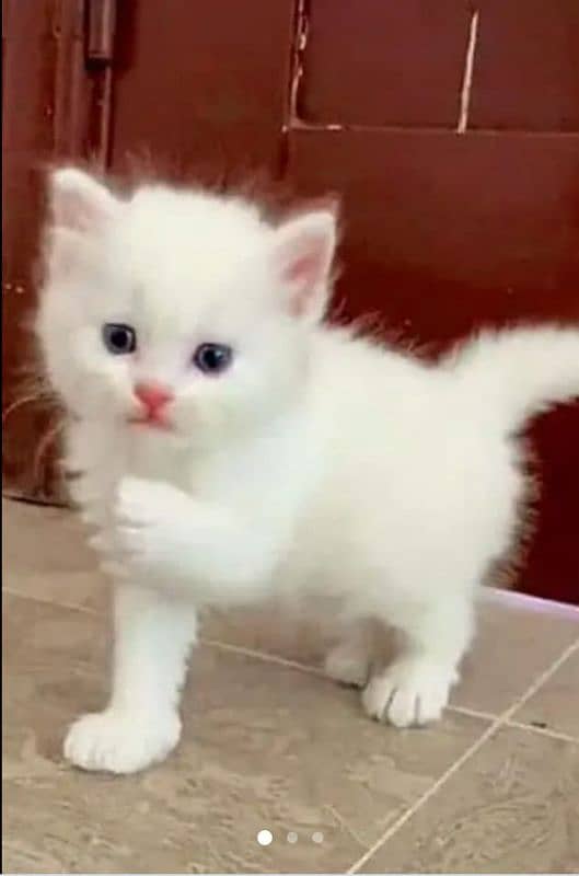 Persian beautiful Cat for sale0341/06/55/449 my WhatsApp number 0