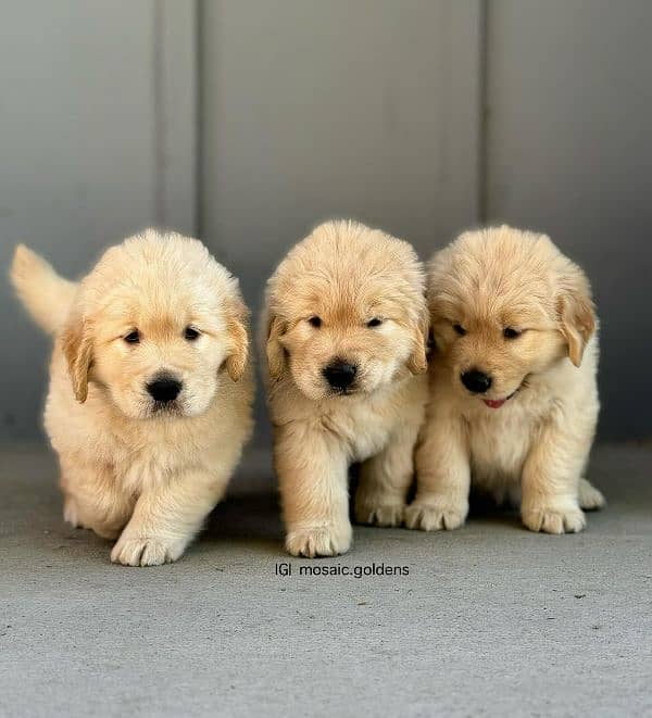 Golden retriever puppies available 2