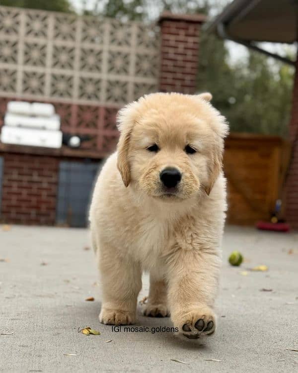 Golden retriever puppies available 4