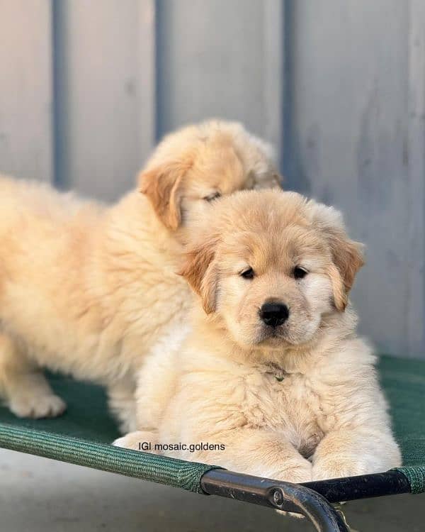 Golden retriever puppies available 5