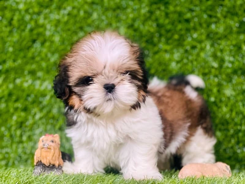 pedigree  shihtzu male pup available 0