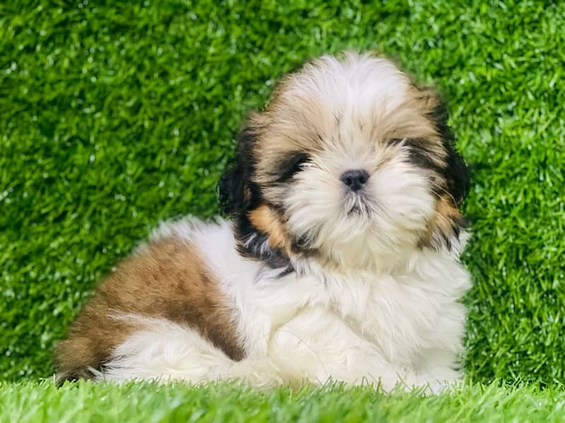 pedigree  shihtzu male pup available 1