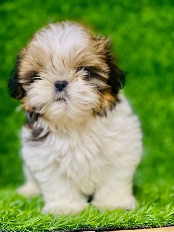 pedigree  shihtzu male pup available 3