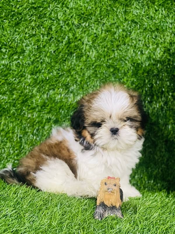 pedigree  shihtzu male pup available 4