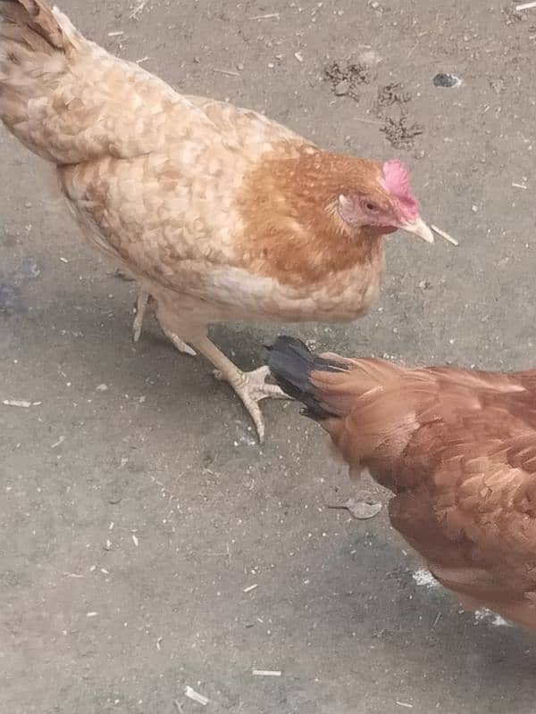 Desi Eggs |  | Eggs Available For Sale 4