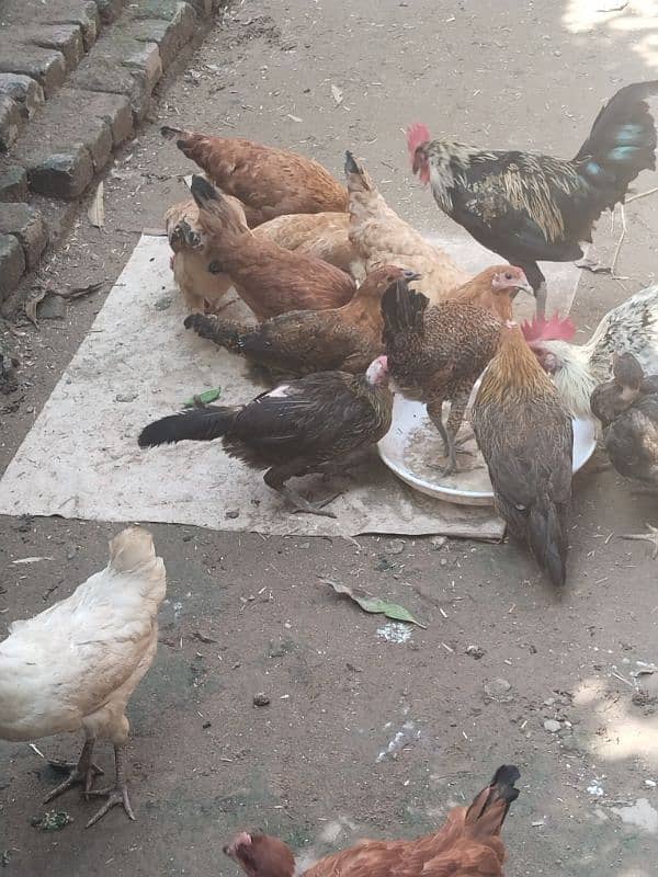 Desi Eggs |  | Eggs Available For Sale 6