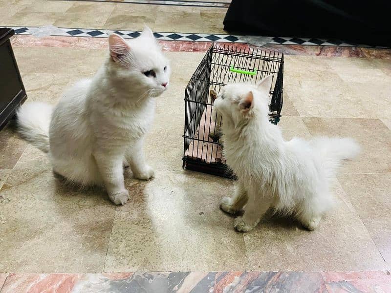 Persian Cats Breedar Pair 0