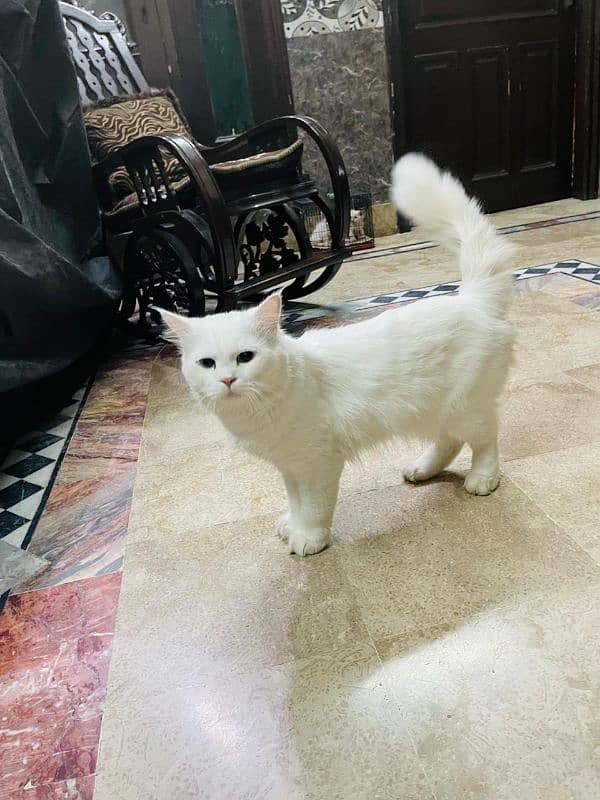 Persian Cats Breedar Pair 4