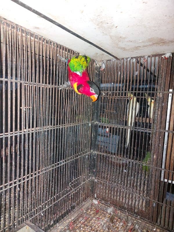 Yellow Bib Lory for sale 0