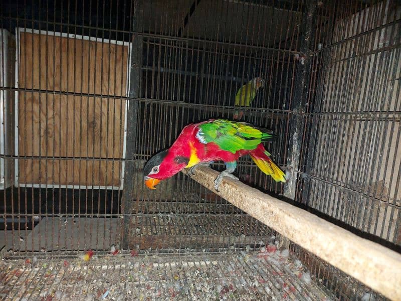 Yellow Bib Lory for sale 3