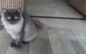 Loving 10-Month-Old Male Grey Persian Cat Seeking Forever Home