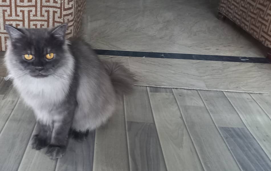 Loving 10-Month-Old Male Grey Persian Cat Seeking Forever Home 0