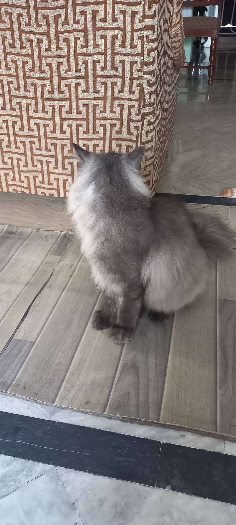 Loving 10-Month-Old Male Grey Persian Cat Seeking Forever Home 1