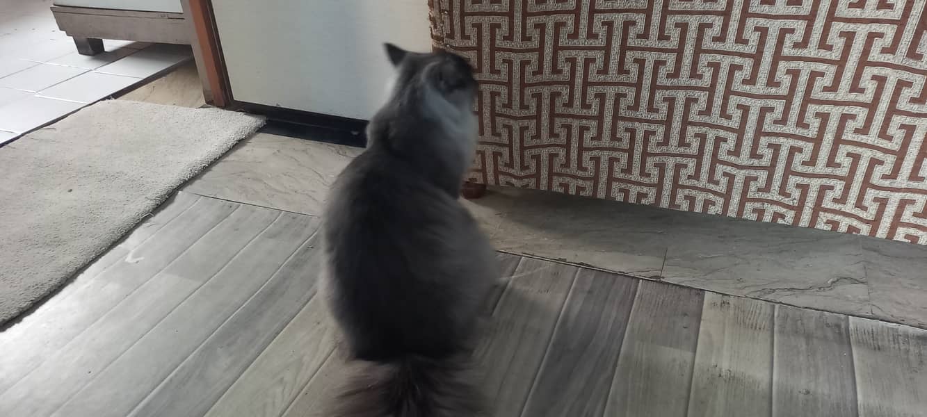 Loving 10-Month-Old Male Grey Persian Cat Seeking Forever Home 2