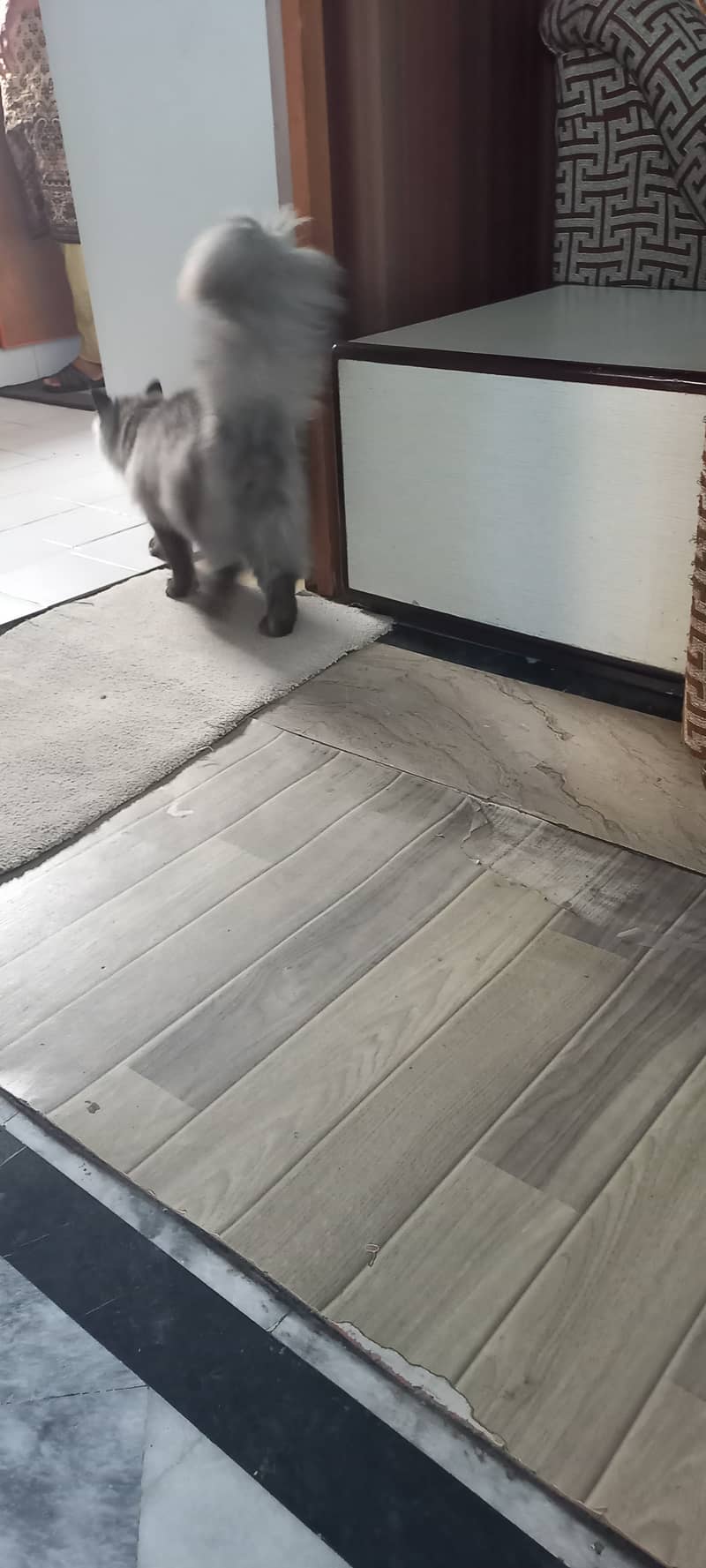 Loving 10-Month-Old Male Grey Persian Cat Seeking Forever Home 3