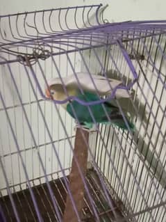 lovebird 3 pairs for sale