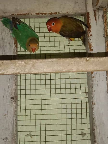 lovebird 3 pairs for sale 4