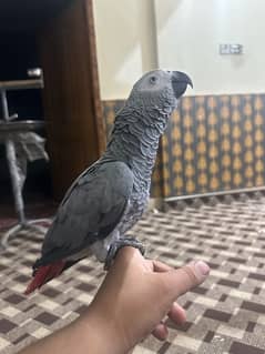 African gray female