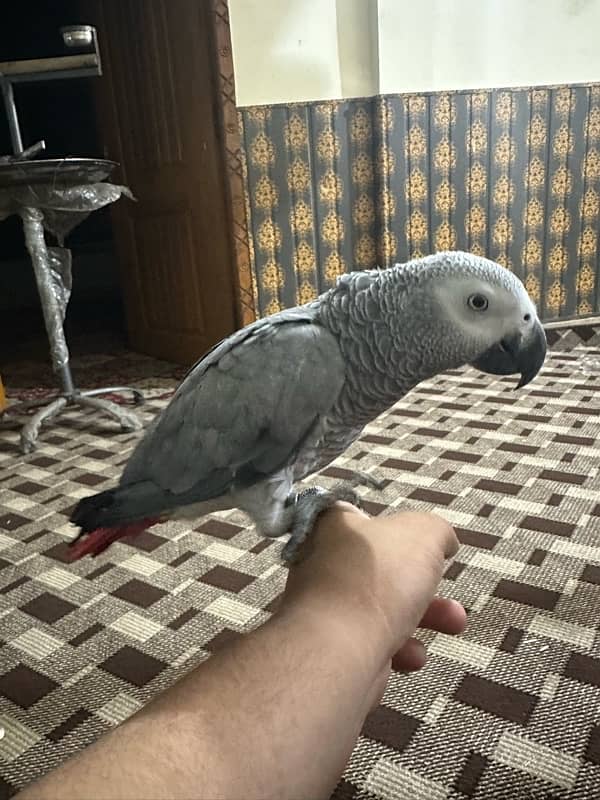 African gray female 4