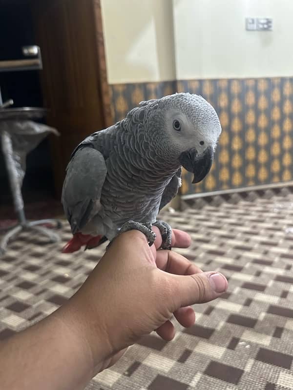 African gray female 7