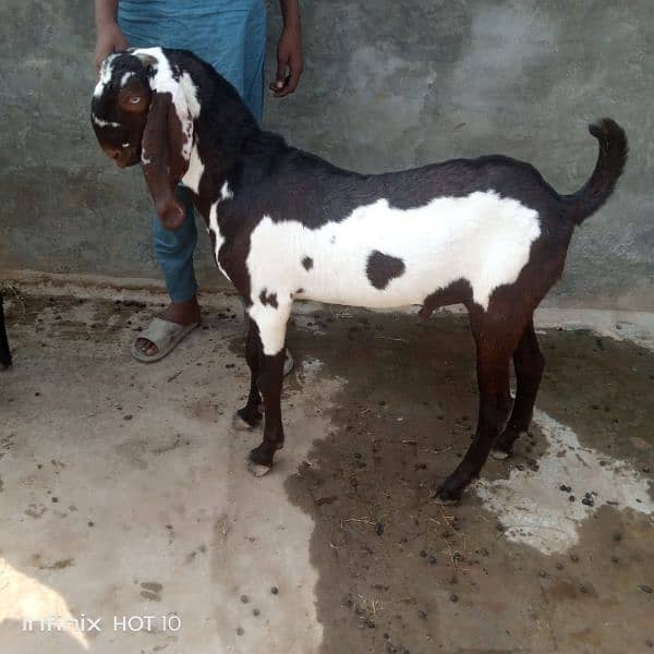 betal bakra breedar quality or 2 khasi bakry Kali dabi gaban bakri 3