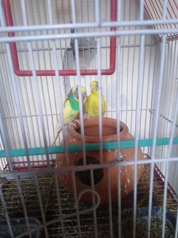 budgie Australian parrots 3