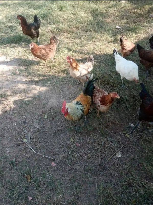 starter hens available in  Budho wah cantt. . . 03168852941 0