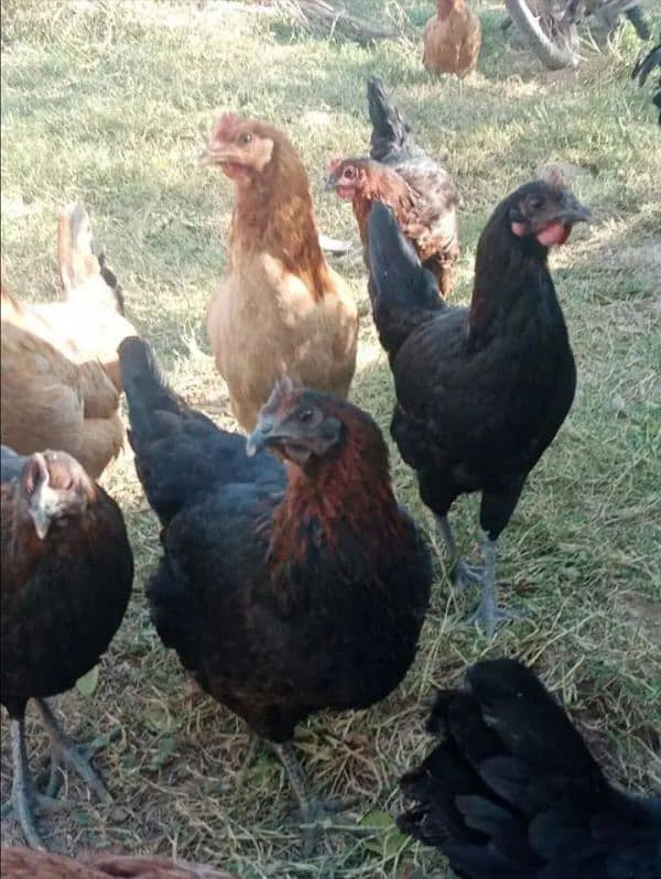 starter hens available in  Budho wah cantt. . . 03168852941 1