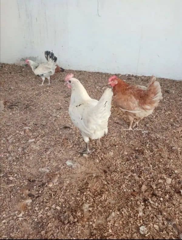 starter hens available in  Budho wah cantt. . . 03168852941 2