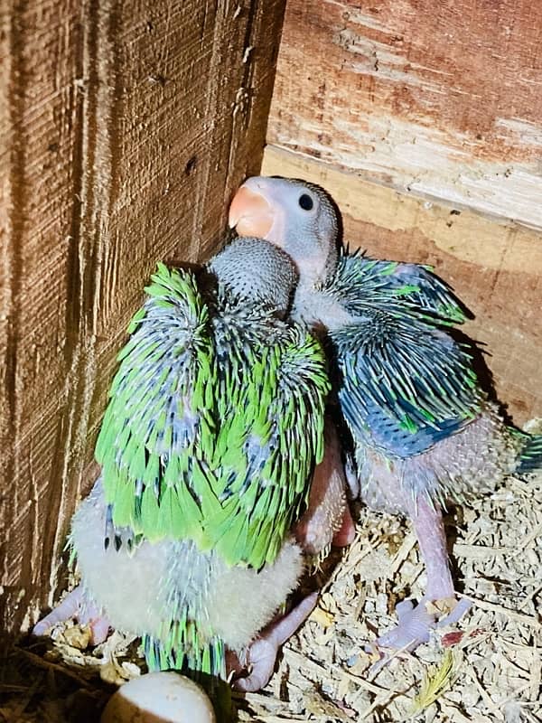 Parrot Chicks 0