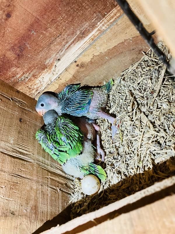 Parrot Chicks 1