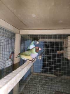 gouldian finch complete setup for sale