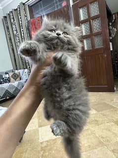 Persian Long Coat Male punch Face 50 Days