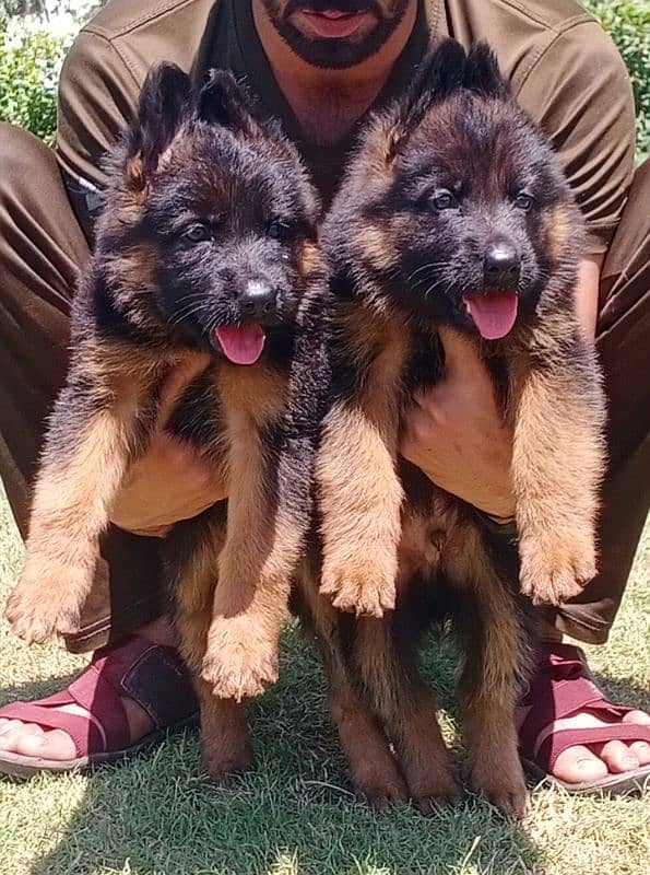 extreme quality long coat Gsd  puppy's available for sale 0