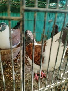 fancy pigeon gazi modena