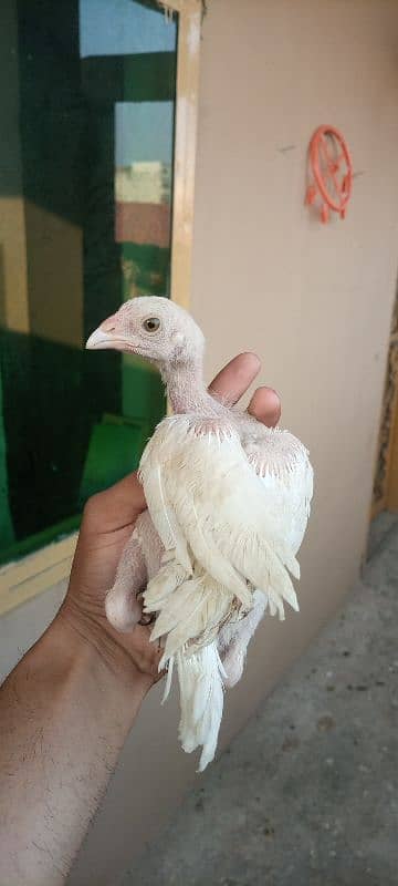 heera chicks 2 month and 1.5 month total 6 chicks 2 male 4 female 5