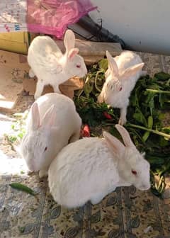 Breader  rabbits per pair 2200