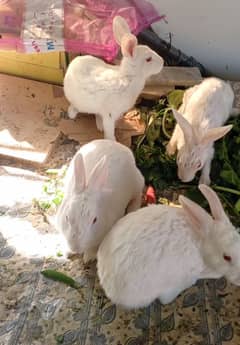 Red Eyes Breader Rabbits. per Pair 2500