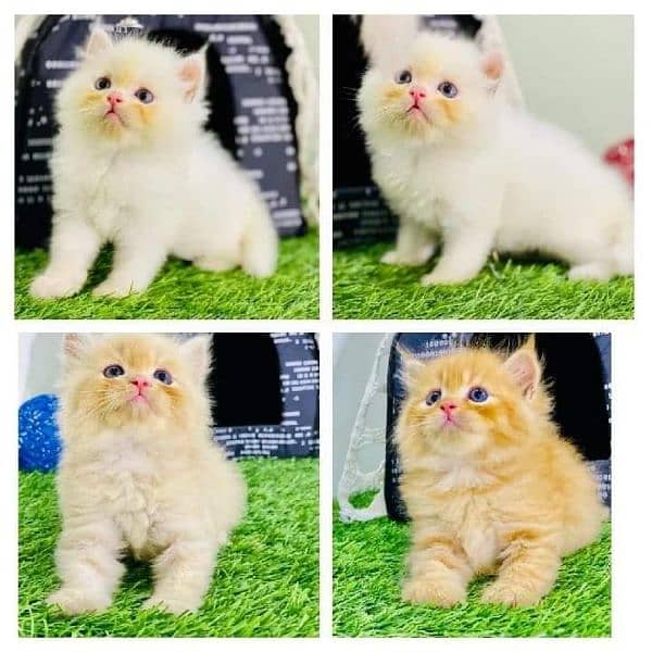 Persian cat | Persian kitten |Triple coated kitten |Eyes color Hazel 0